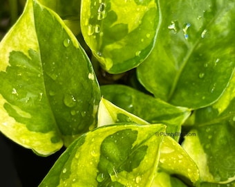 RARE tonte Pothos citron meringuée (nouvelle plante) livraison gratuite | Bouture de Pothos Citron meringuée Livraison Gratuite