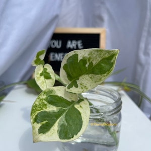 Peut inclure: Gros plan sur une plante panachée aux feuilles vertes et blanches dans un bocal en verre transparent rempli d'eau. La plante est enracinée dans l'eau et présente une nouvelle pousse. Le texte "@PlantyBlossom" est visible sur le bocal.