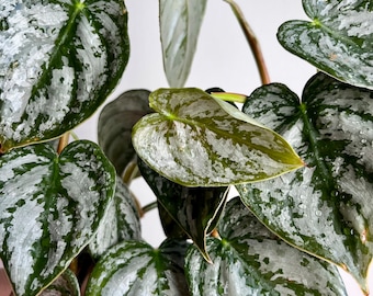 Coupe de Philodendron Brandtianum (RARE) livraison gratuite | Bouture de Philodendron Brandtianum Livraison Gratuite