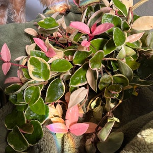 Peut inclure: Gros plan sur une plante d'intérieur aux feuilles vertes, blanches et roses. La plante est sur une surface verte et duveteuse. La plante est appelée 'Chaîne de cœurs' et est une plante d'intérieur populaire.