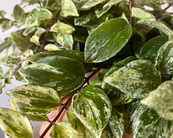 Boutures de plantes de rouge à lèvres panaché Plante d'intérieur rare | Aeschynanthus radicans