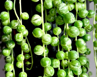 String of Pearls Variegated (Fresh Cut) Free Shipping