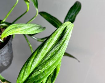 Pothos Silver Streak (fraîchement coupé) Livraison gratuite