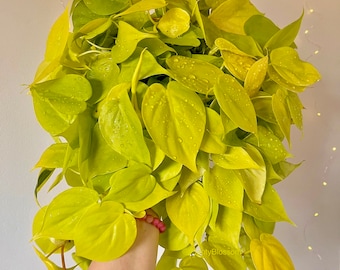 Philodendron Silver Stripe Cutting | Bouture De Philodendron Silver Stripe  - Etsy Canada