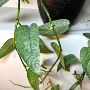 philodendron birkin white leaves Philodendron Birkin main image 0