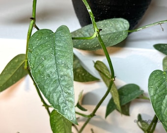 Pothos Cebu Blue Cutting  | Bouture de Pothos Cebu Blue