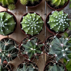 Mystery Mini Cactus