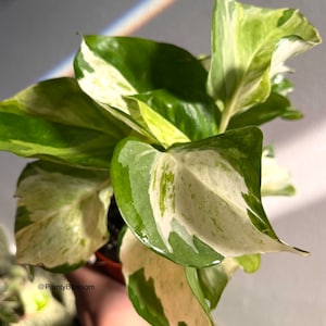 Pothos Manjula Cutting  | Bouture de Pothos Manjula