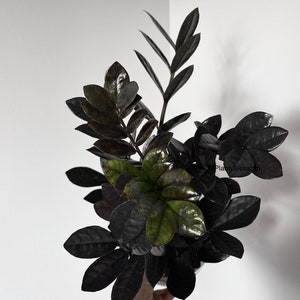 Raven zz plant cutting Black houseplant | Bouture de Zz Raven