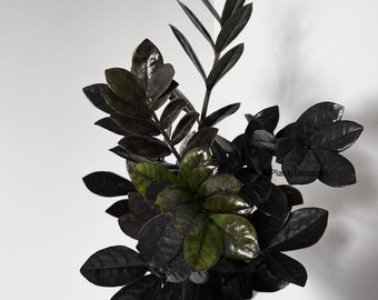 Raven zz plant cutting Black houseplant Free Shipping | Bouture de Zz Raven Livraison Gratuite