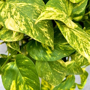 Hawaiian Pothos Clipping Free Shipping | Bouture de Pothos Hawaiian Livraison Gratuite