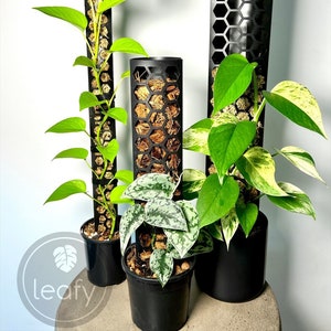 May include: Three black plant climbing poles with hexagonal openings. The poles are filled with brown coconut coir. Three potted plants are growing up the poles. The plants are a variegated pothos, a silver satin pothos, and a golden pothos. The pots are black.