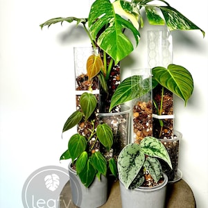 leafy™  Moss pole 2.0 (Clear)