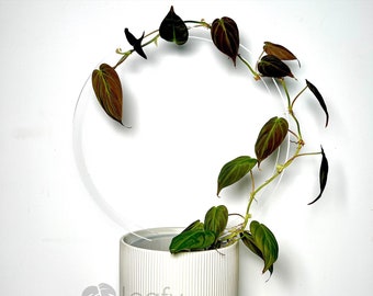 leafy™ Acrylic Round Trellis