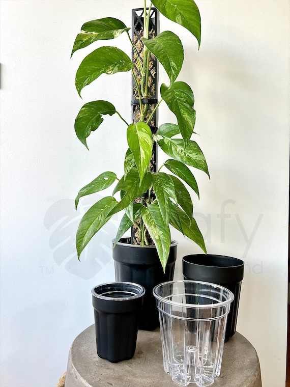 aglaonema brilliant plant Sparkling Sarah Chinese Evergreen Aglaonema Plant in 6 in. Grower Pot main image 1