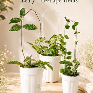 May include: Three white fluted ceramic pots containing green vining plants supported by clear U-shape trellises. The text Leafy™ U-shape Trellis is visible at the top, and a small Leafy logo is printed on the centre pot. The plants have variegated leaves.