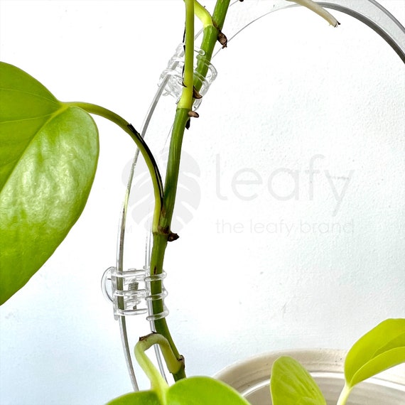 verdant plants Verdant Grace Set of 2 – Nordic Park