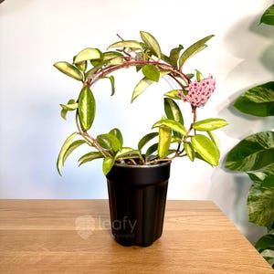 May include: A variegated Hoya plant with pink flowers growing in a black pot. The plant is trained to grow in a circular shape.