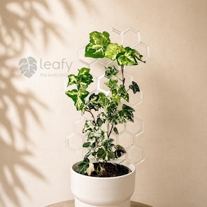 May include: A variegated ivy plant grows upwards on a clear, acrylic, honeycomb-patterned trellis. The plant is potted in a solid white, cylindrical ceramic planter. The text "leafy the leafy branch" is visible on the left side of the image.