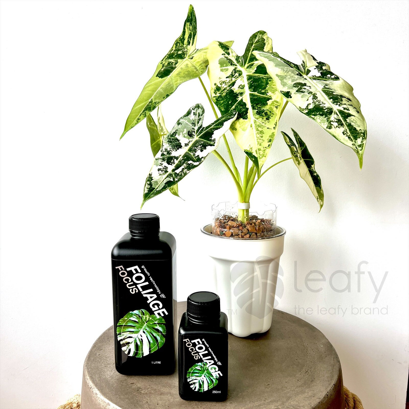 GT- Foliage Focus - Etsy