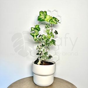 May include: A variegated green and white ivy plant growing in a white ceramic pot. The plant is growing up a hexagonal acrylic wall planter.