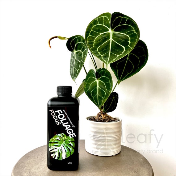 GT- Foliage Focus - Etsy