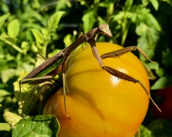 Praying Mantis on Tomato