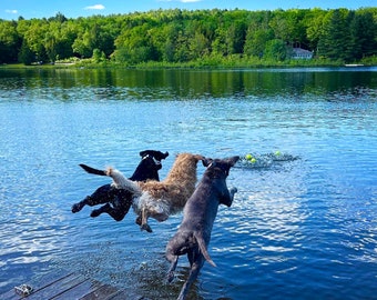 The Dog Days of Summer