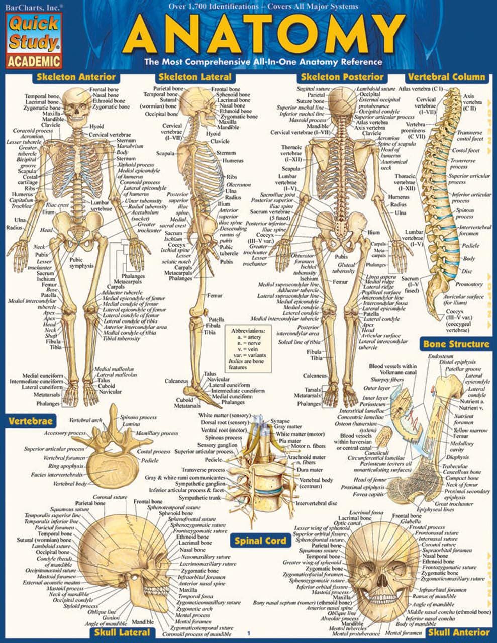 Anatomy Quickstudy Laminated Reference Guide - Quickstudy Academic ...