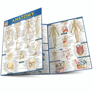 Può includere: Un grafico anatomico colorato con illustrazioni dettagliate del corpo umano, inclusi i sistemi scheletrico, muscolare, nervoso, digerente, respiratorio, circolatorio, urinario e riproduttivo. Il grafico è diviso in due sezioni, con il lato sinistro che mostra il sistema scheletrico e il lato destro che mostra gli altri sistemi. Il grafico è intitolato "Anatomia" e include etichette per ogni parte del corpo.