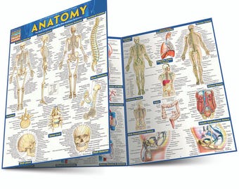 Anatomi QuickStudy Laminerad Referensguide - QuickStudy Akademiska Omvårdnadsgrunder