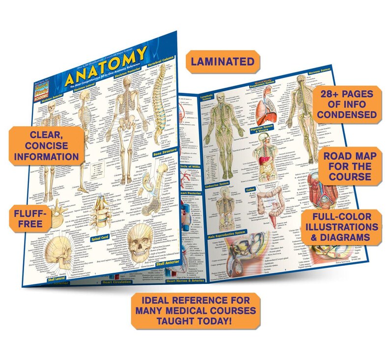 Anatomy Quickstudy Laminated Reference Guide Quickstudy Academic ...