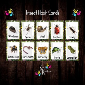 mini beast flashcards, download digitale, minibeasts, flashcards, ciclo di vita della rana, primi anni, insegnamento, stampa da casa