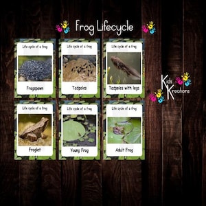 frog lifecycle flashcards, digital download, flashcards, frog life cycle, early years, teaching, print from home, printable