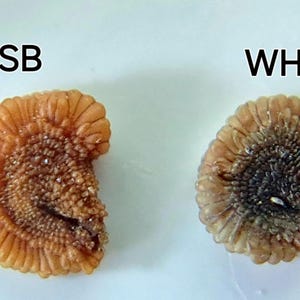 Selectively Bred Sceletium Tortuosum Seeds(100) – The Pinnacle of Nature’s Mastery