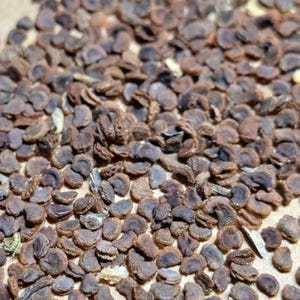 Wild-Harvested Sceletium Tortuosum Seeds - 1000 seeds– Pure Kannaland Potency