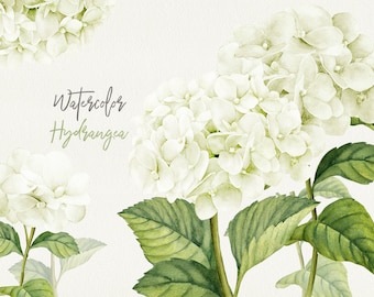 Floral Clipart, White flowers clipart, Hydrangea white, Wedding Bouquet, Floral Arrangement, Hydrangea  PNG, Planner Stickers PNG