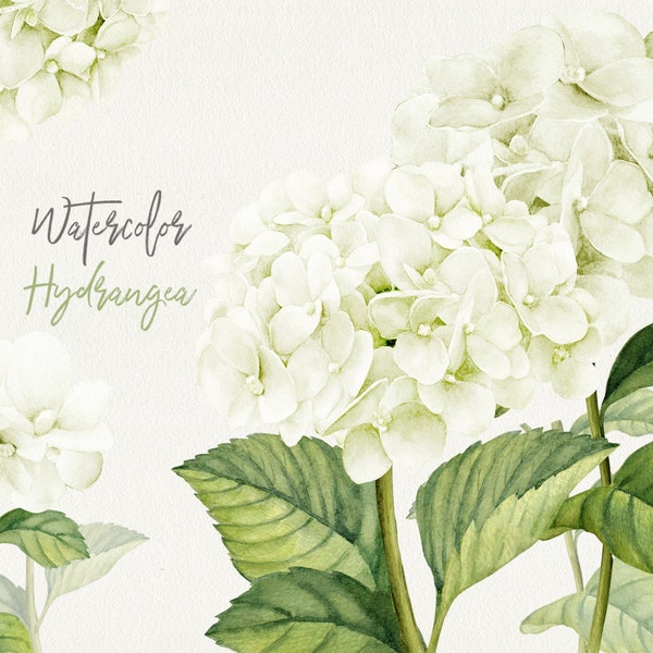 Floral Clipart, White flowers clipart, Hydrangea white, Wedding Bouquet, Floral Arrangement, Hydrangea  PNG, Planner Stickers PNG