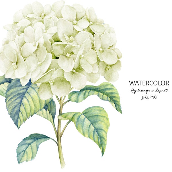Floral Clipart, White Flower Hydrangea, Image Hortensia Printable, Digital Download, Botanical Illustration, Hydrangea PNG.