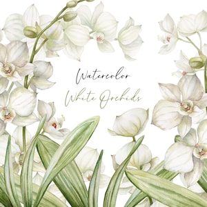 Blumen Clipart, Blumen Clipart, weiße Orchideen Blumen, Exotische Blumen, Hochzeitsstrauß Clipart, Blumen Clipart, Blumenarrangement, Orchidee PNG