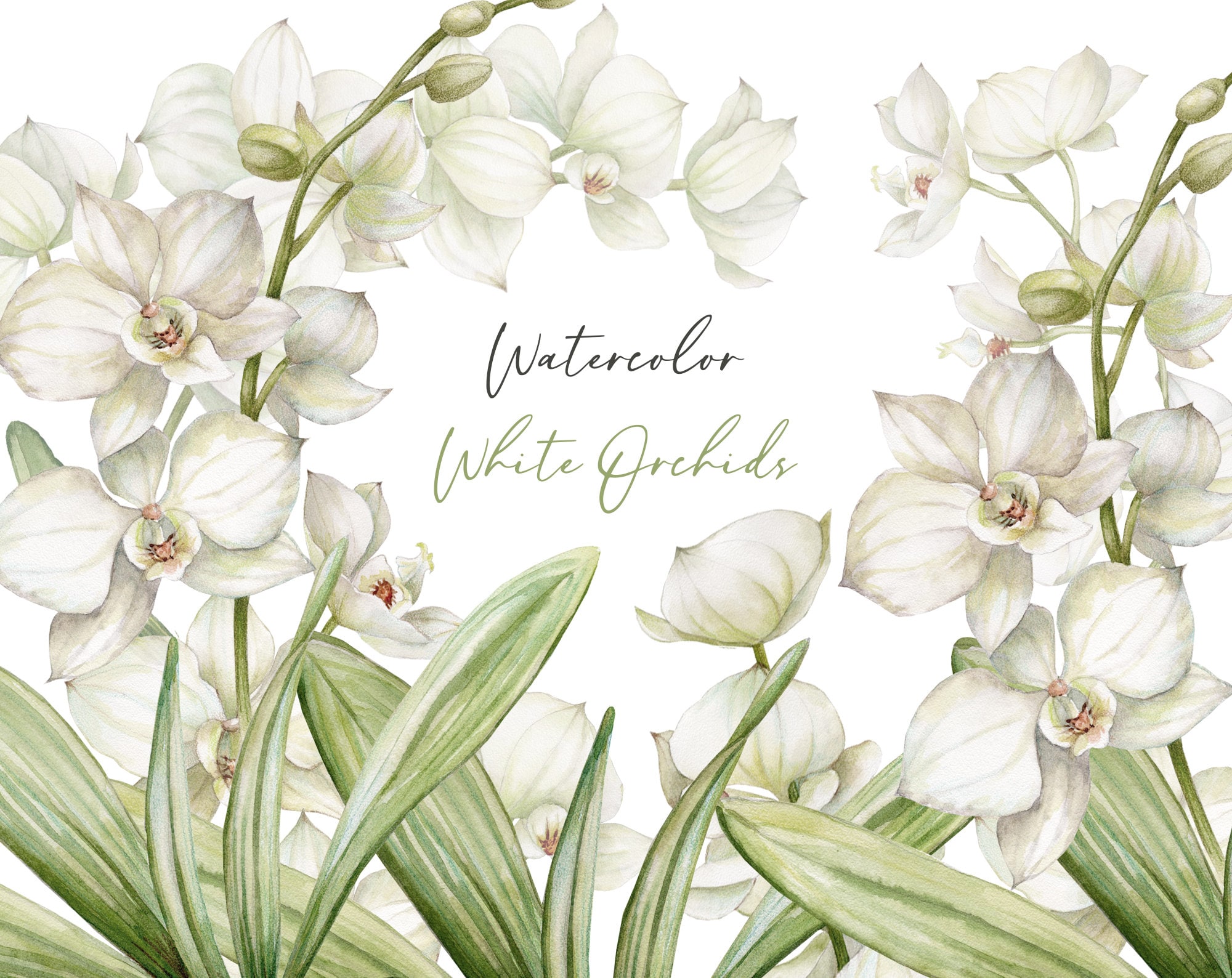 Floral Clipart Flowers Clipart White Orchid Flowersexotic Etsy