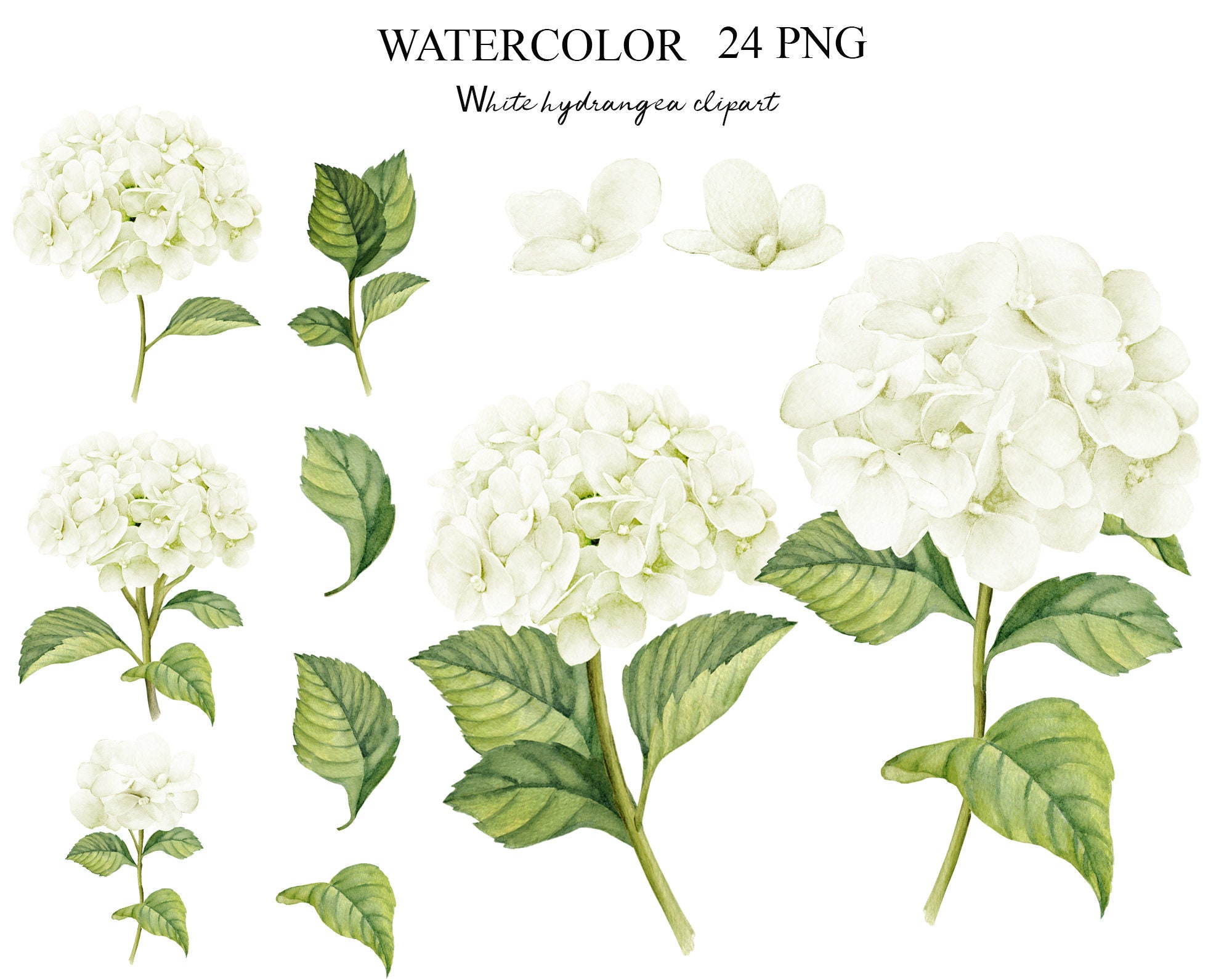 Image of Line drawing of strawberry and cream hydrangea bush