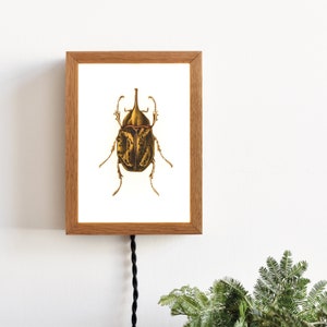 Dipinto artigianale su vetro e cornice luminosa. Incisione del modello. modello di scarabeo hyllus
