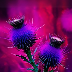 Thistles Scotland Printable Wall Art  Scottish A4 Digital Download Bold Colourful Decor  Scotland Gift