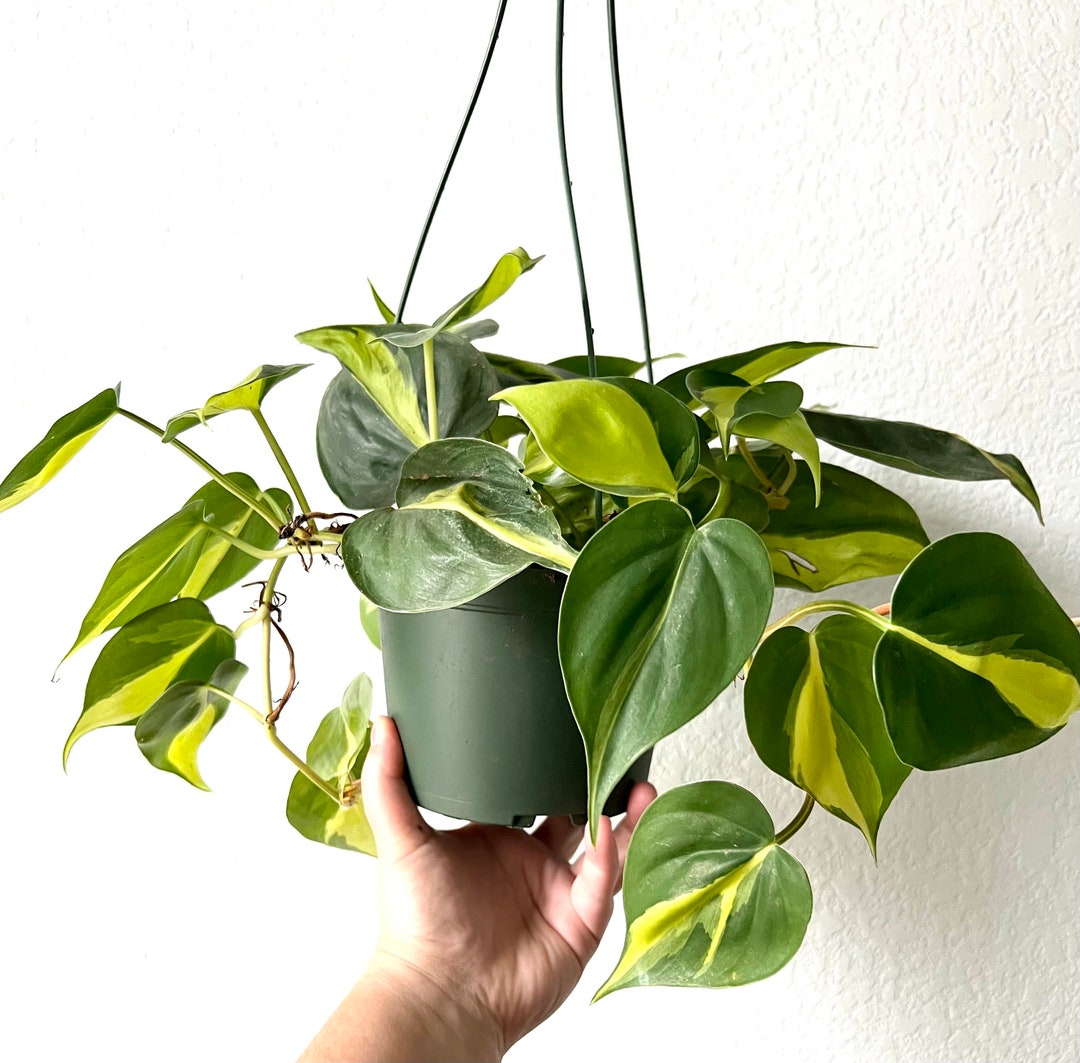 Brasil Philodendron 6” Hanging Basket - Etsy