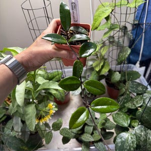 Hoya Carnosa Wilbur Graves | Live Tropical Houseplant