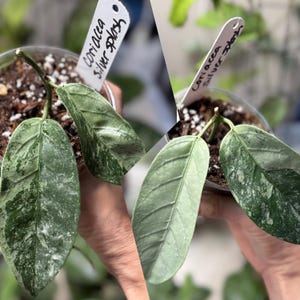 Hoya coriacea silver splash | Live Tropical Houseplant