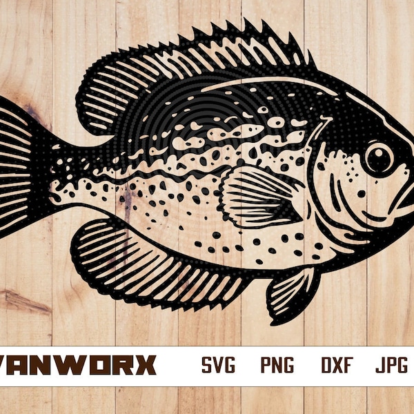 Crappie Fish SVG | Panfish Fishing SVG | Angling SVG | Fish Decals Vinyl Stencil Graphics | Cut Files Clip Art Vector Digital Dxf Png Eps Ai