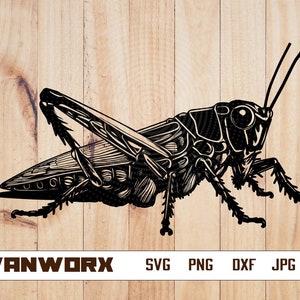 Saltamontes svg / Insecto png / Insecto dxf / Saltamontes clipart / Langosta png Cricut Cut Files Silhouette Clip Art Vector Digital Dxf Png Eps Ai