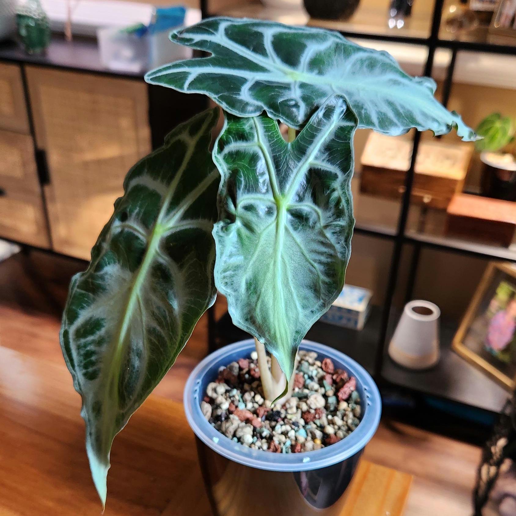 Alocasia Venom CORM - Etsy